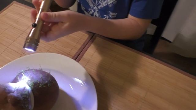 Травянчик Хомячок / Выращиваем травянчика на протяжении 10 дней! Игрушка, эко сувенир, экоживчик смотреть онлайн
