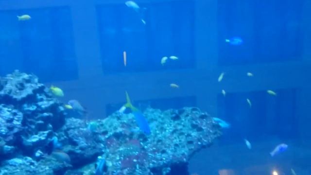 Берлин, AquaDom смотреть онлайн