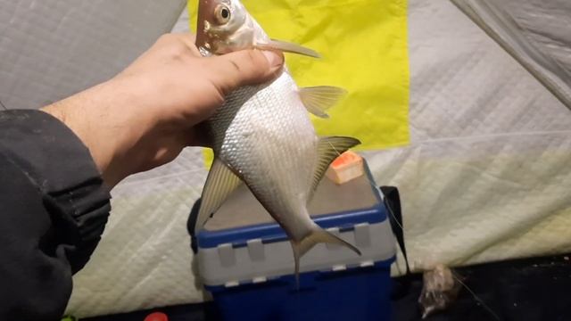 Ночная рыбалка на ЛЕЩА, ловля ЛЕЩА зимой в палатке, Черноисточинское водохранилище. смотреть онлайн