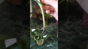 Укоренение в воде Стефанотис и не только.