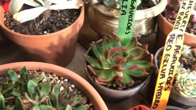 Rare Korean succulent collection house tour rare echeveria, graptopetalum, huge & massive unboxing смотреть онлайн
