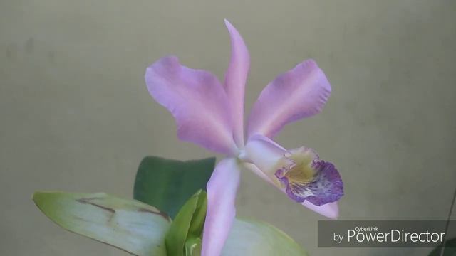 Introducing Cattleya Minerva Coerulea смотреть онлайн
