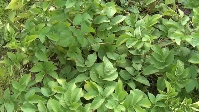 34.Семенной картофель. Как обновить сорт картофеля. смотреть онлайн