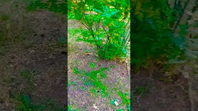 Кормим голубей,но они не могут поделить семечки?@SkladchikovsEatandTalk смотреть онлайн