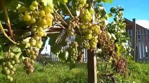 Виноград Любава и Саперави в сентябре 2020