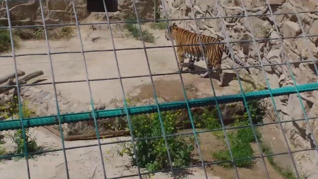ЗООПАРК В ТАШКЕНТЕ смотреть онлайн