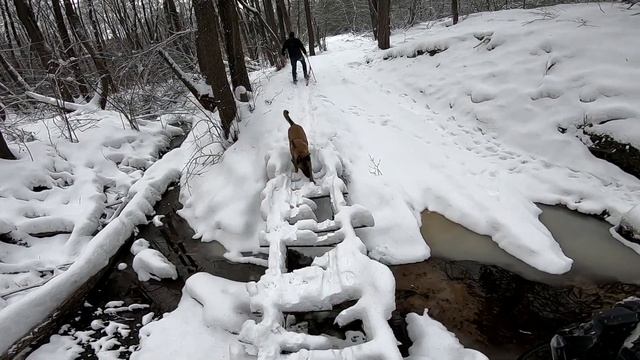 РОЖДЕСТВО НА ЛЫЖАХ С СОБАКАМИ - МАЛИНЯКАМИ смотреть онлайн