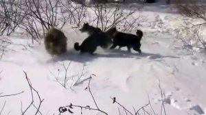 Охота на кабана с лайками