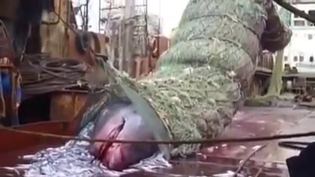 Акула гигант попалась в трал рыболовному судну!!! смотреть онлайн