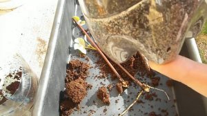 Посадка укорененных черенков винограда