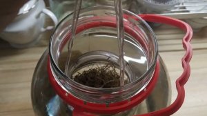 Разведение пиявок в домашних условиях. Часть 2. Мой опыт. #пиявки #разведениепиявок