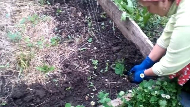 Момордика ч. 2. Посадка в открытый грунт и начало роста лианы. #суфикс смотреть онлайн