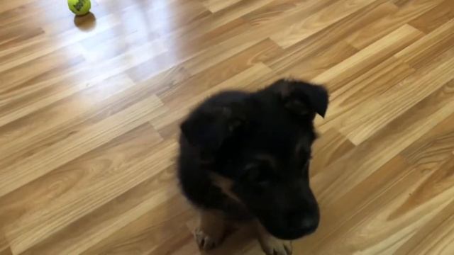 Дрессировка Щенка в квартире - Немецкая овчарка Арчи 1.5 месяца смотреть онлайн