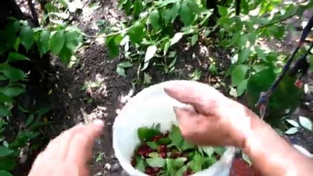 КИЗИЛ собираем ранний сорт смотреть онлайн