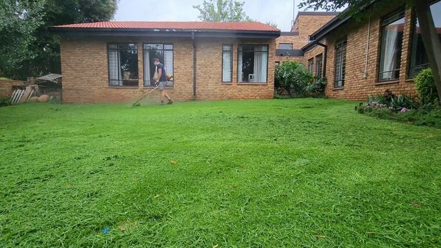 How to MOW Completely OVERGROWN Kikuyu. смотреть онлайн