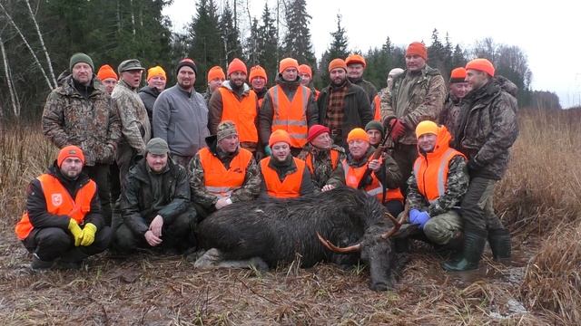 УДАЧНАЯ ОХОТА на лося. НАШЛИ БЫКОВ, но.... (все на видео). смотреть онлайн