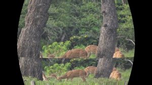 Самое дешевое сафари в Национальном парке Яла (Шри Ланка)