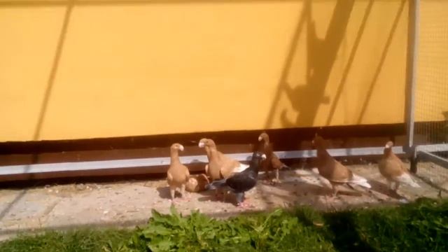 Порода голубей Немецкий выставочный смотреть онлайн