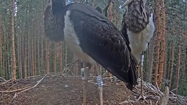 Черный аист . Какие-то птицы около гнезда... похоже на больших ворон. смотреть онлайн