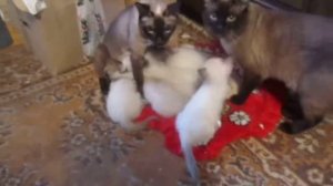 сиамские котята и их родители
