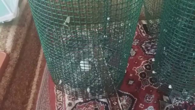 Про отсадники для ЖИВОРОДКИ(гуппи,меченосцы,пецилии,моллинезии и.т.д) смотреть онлайн