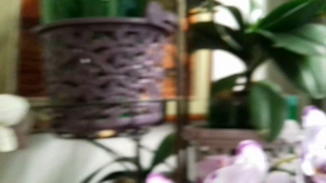 🌸Орхидеи. Цветение . Август. 🌸 смотреть онлайн