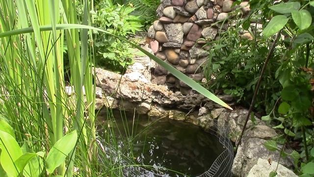 История жизни нашего прудика. Прудик во дворе! смотреть онлайн