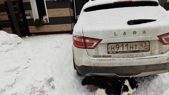 Котиша на поводке Изучаем территорию смотреть онлайн