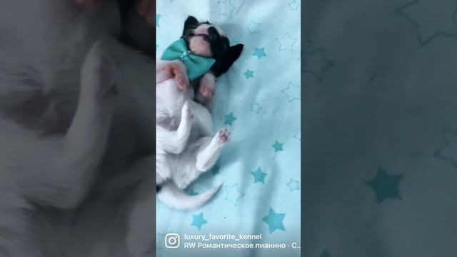 Папийон. Рождение новой жизни? #папийон #papillondog #папильон смотреть онлайн