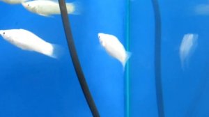 Моллинезия снежинка - Содержание!