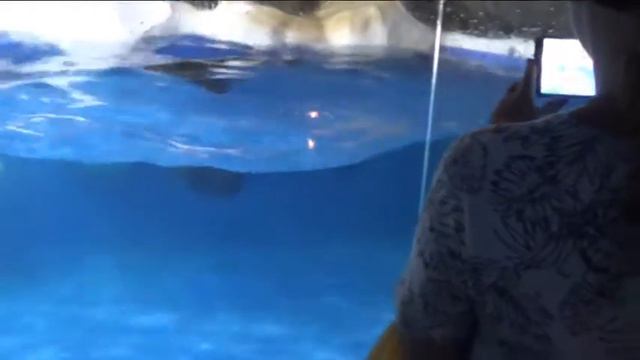 Сочинский пингвинарий смотреть онлайн