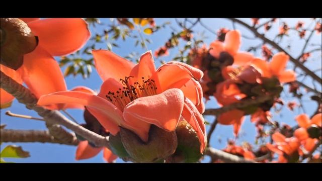 #Бомбакс #сейба,#хлопковое дерево.#Ашдод.#Израиль. смотреть онлайн