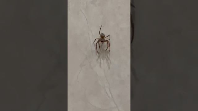 Паучок танцор. Spider dancer смотреть онлайн