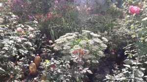 Дача / ПРОГУЛКА ПО ДАЧЕ 15 АВГУСТА