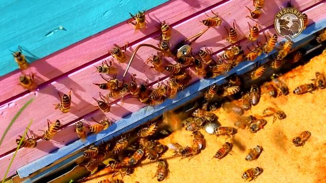 Продаю две пчелиные семьи Бакфаст под медосбор с липы