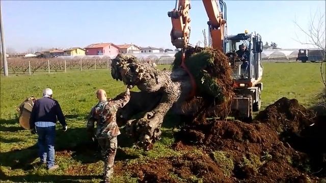 FIAT HITACHI E 175 W loading big trunk смотреть онлайн