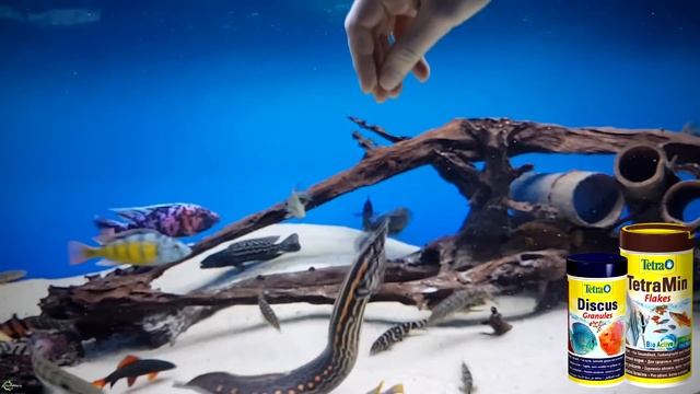 Аквариумный угорь Макрогнатус