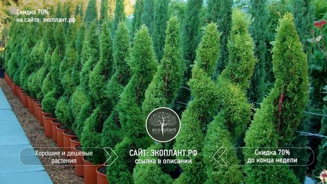ТУЯ СМАРАГД ? Спиральная и Топиарная Стрижка Обрезка и Формирование Туи смотреть онлайн