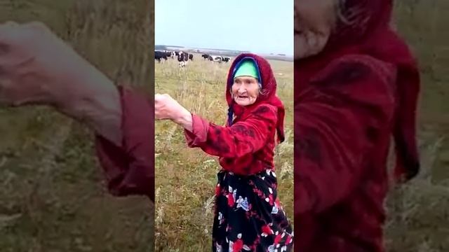 Эби сүгенә-сүгенә сыерларны куа :-)) Забавная бабушка матом гоняет коров)