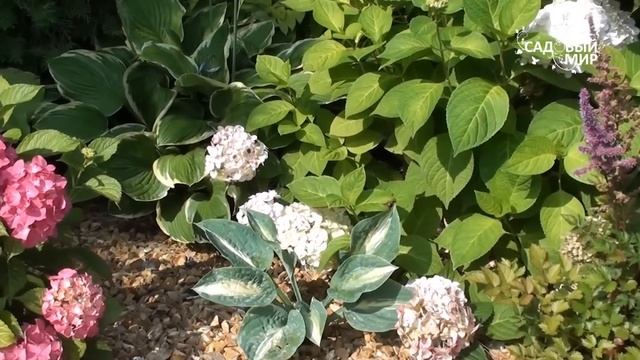 Виды и сорта гортензий. Сайт "Садовый мир" смотреть онлайн