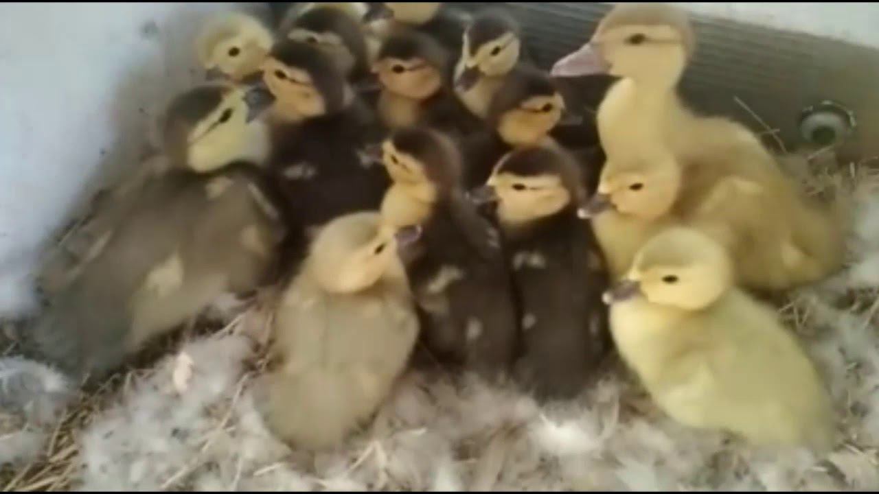 ГОЛУБОМУ СЕЛЕЗНЮ 4 МЕСЯЦА ВЕС 4800 смотреть онлайн