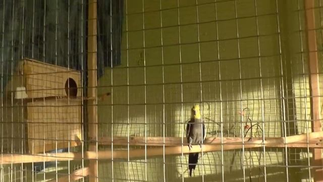 Разведение попугаев осень зима 2017 №6 Два птенца Все как быстро смотреть онлайн