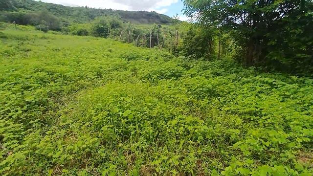 Vendo esse por 25 mil 4,42 hectares onde pode ser seu com muito pouco 8799102 3154/ 8798106 6707 смотреть онлайн