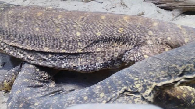 Animal planet- Komodo dragon-Big varan 4K смотреть онлайн