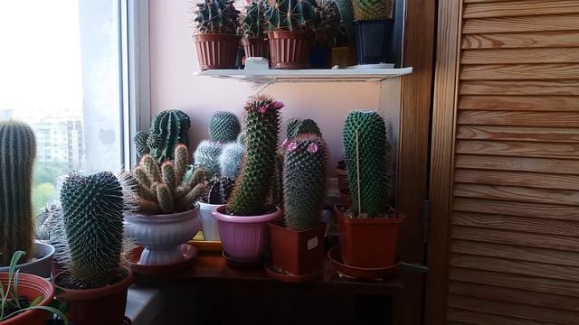 #299.Полезные-неполезные растения...чисто мое мнение. смотреть онлайн