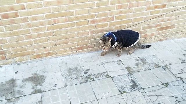 Кот на поводке