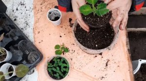 Глоксинию надо формировать с начала роста. Удаляю и подрезаю смело.