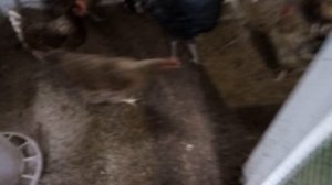 тёплая подстилка для поросят