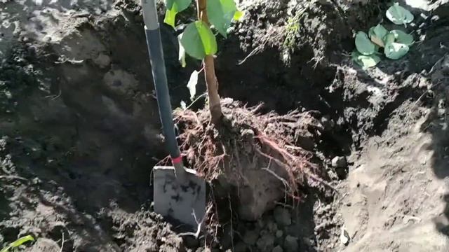 начинаем выкапывать саженцы смотреть онлайн