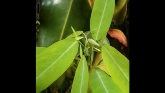 Desmodium смотреть онлайн